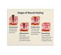 Wound Healing Stages Poster Skin Repair Phases Diagram