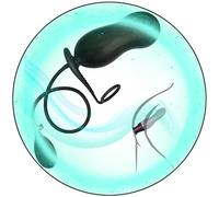 WreGmgg Bola EláStica De Yoga Multifuncional De Accesorios Bdsm para Hombres Y Mujeres, Bola En Forma De Cacahuete con CíRculo Deportivo - Q -E12c24