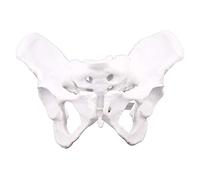 Wresetly Anatomía Femenina Pelvis Esqueleto Cuello Anatomía Cráneo Escultura Cabeza Cuerpo Modelo