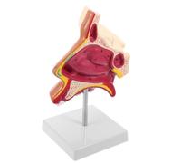 WRITWAA Figura Anatómica para Visualización Anatómica de Nariz, Cavidad Oral y Faringe en Plástico y Metal y Apoyo en Identificación de Puntos Clave en Aula de Anatomía