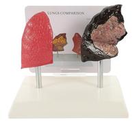 WRITWAA Modelo Anatómico de Pulmón Respiratorio Realista para Enseñanza de Fisiología y Anatomía de Pvc Modelo Didáctico Patológico para Estudiantes