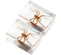 WRITWAA Sujetalibros de Resina Transparente Araña Peluda 2 Piezas Decoración Multifuncional de Escritorio Adorno Educativo de Insectos para Colección y Exhibición Científica