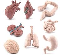 Wudaizhi 8 Piezas de Modelo Miniatura de Partes del Cuerpo Humano, Cerebro, Corazón, Pulmón, Hígado, Estómago, Intestino, Riñón, Modelo de Anatomía Realista