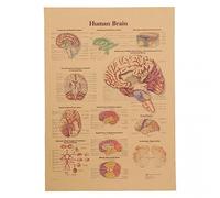 Wudaizhi Póster Anatómico en Papel Kraft, Aprendizaje de la Anatomía del Cerebro Humano, Póster Explicativo de Diagrama Vintage para Decoración de Pared en Hogar, Bar, Café, Aula