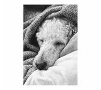 WUFIEA Impresiones de Lienzo de Animale Lindo,Impresión En Lienzo De Perro Dulces sueños Imagen sobre para Decoración del Hogar Oficina（blanco y negro-70x100cm Sin marco