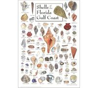 WVPJJNXAFN Shells of Florida's Gulf Coast Identification Poster, Sanibel Island Seashell Chart, Vintage Educational Wall Art for Classroom, Beach House Decor(Framed,08x12inch(20x30cm))