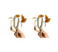 Wynrzyj Paquete de 2 ramas de escalada Hábitat para pequeños reptiles, mascotas, incluyendo cangrejos ermitaños y geckos crestados, rama trepadora fácil de limpiar para reptiles