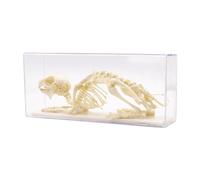 WYRMB Modelo de Hueso de pez, Rana, Paloma y Conejo Natural, espécimen de Esqueleto Animal de Resina Real, pisapapeles para exhibición de enseñanza biológica, Conejo, 90 mm,Conejo, 90 mm