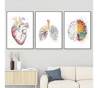 WZXGHE Póster de anatomía y medicina, póster de anatomía con corazón, pulmones, cerebro, Adecuado para decoración para clínica, sin marco (D, 3x40x60cm, Sin marco)
