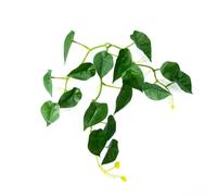 xbiez Cama de descanso con ventosa para peces, hamaca, peceras, desove, cama de hojas de suelo, acuarios, suministro de cría