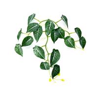 xbiez Cama de descanso con ventosa para peces, hamaca, peceras, desove, cama de hojas de suelo, acuarios, suministro de cría