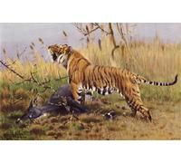 XcBAIHOUD Famoso Figura Pintura Famosos Cuadros Tigre di Dopo Wilhelm Kuhnert para la Decoración del Hogar de la Oficina 60x90cm