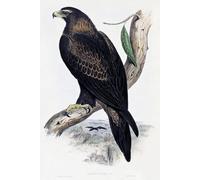 XcBAIHOUD Famoso Lienzo con Imagen Impresion Lienzo Animale Uccello Uccello d'oro Litografia da Birds of Australia and Great Britain di John Gould para la Decoración del Hogar de la Oficina 60x90cm