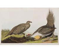XcBAIHOUD Imágenes famosas impresas para pared, ilustración de graffiti de aves de América de John Jamess Audubon, pósteres e impresiones para decoración del hogar, 60 x 90 cm