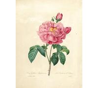 XcBAIHOUD Pinturas Famosas Figura Pintura Famosos Cuadros la Duchessa d'Orleans Rose di Pierre Redouté para Regalo 60x90cm