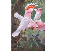 XcBAIHOUD Pinturas Famosas Figura Pintura Famosos Cuadros Leadbeaters Illustration Fromwildlife of the World di Wilhelm Kuhnert para Regalo 60x90cm