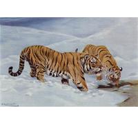 XcBAIHOUD Pinturas Famosas Figura Pintura Famosos Cuadros Tigre della Manciuria di After Wilhelm Kuhnert para Regalo 60x90cm