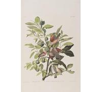 XcBAIHOUD Pinturas Famosas Lienzo con Imagen Impresion Lienzo Illustrazione Da uccelli d'di John Audubon para Regalo 60x90cm