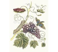 XcBAIHOUD Reproducción de lienzo Figura Pintura Famosos Cuadros Vigne D'amerique di Maria Sibylla Merian para Decoración de Paredes 60x90cm
