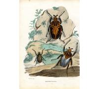 XcBAIHOUD Reproducción de lienzo Lienzo con Imagen Impresion Lienzo il vescovo di Oxford non è un attaccabrighe di Carlo Pellegrini para Decoración de Paredes 60x90cm