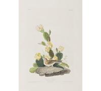 XcBAIHOUD Reproducción de lienzo Mural Pintura Cuadros Popular Illustrazione Da uccelli d'di John Audubon para Decoración de Paredes 60x90cm