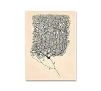 XCPORA Santiago Ramon Y Cajal Neuron Dibujo Póster e Impresiones Pintura Retro Santiago Ramon Y Cajal Lienzo Arte de la Pared Decoración para el hogar Imagen 50x70cm Sin Marco