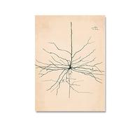 XCPORA Santiago Ramon Y Cajal Neuron Dibujo Póster e Impresiones Pintura Retro Santiago Ramon Y Cajal Lienzo Arte de la Pared Decoración para el hogar Imagen 50x70cm Sin Marco