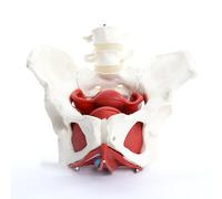XDAWQP Modelo anatómico Femenino. Patrón de Pelvis Femenina con órganos extraíbles. Patrón anatómico con músculos del Suelo pélvico y órganos reproductivos.