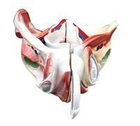 XDAWQP Modelo de anatomía del Nivel pélvico Masculino, Modelo de músculo pélvico Masculino, Modelo de músculo Reproductor del Suelo pélvico Masculino, Herramientas de enseñanza médica.