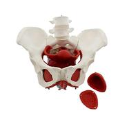 XDAWQP Modelo Educativo, Modelo 3D del Suelo pélvico Femenino, Modelo de Pelvis, Modelo anatómico de Pelvis a tamaño Natural (6 Piezas), Modelo de Pelvis Femenina con músculos