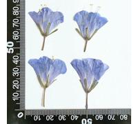 XDMING 24 piezas/3-5 cm, Naturaleza Bluebell, Flor Seca en Relieve, joyería DIY, Funda para móvil, marcapáginas de Flores, Tarjeta de felicitación, pétalo, Maquillaje de Belleza