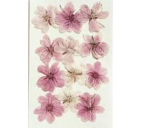 XDMING 60 Piezas de Flores secas prensadas de Malus spectabilis Sakura, herbario para Resina epoxi, joyería, Tarjetas, marcapáginas, Marcos, Fundas de teléfono, lámparas de Maquillaje