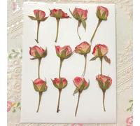 XDMING 60X Capullos de Rosa Secos prensados lateralmente Tallos de Plantas Herbario para joyería Marcapáginas Postal Funda de teléfono Tarjeta de invitación DIY