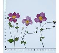 XDMING Flores secas prensadas de algodón Silvestre Natural - Materiales para Manualidades DIY para Marcos de Fotos de Plantas, Invitaciones de Fiesta, Resina, decoración del hogar y Sobres.