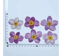 XDMING Flores secas prensadas de algodón Silvestre Natural - Materiales para Manualidades DIY para Marcos de Fotos de Plantas, Invitaciones de Fiesta, Resina, decoración del hogar y Sobres.