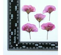 XDMING Juego de 12 Piezas de Flores secas de Geranio para Manualidades DIY. Hojas de Flores Naturales prensadas para Hacer Fundas de teléfono, marcapáginas y decoración de Joyas.