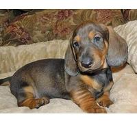 XFENDOUDOU Punto de cruz con patron impreso kit completo principiantes Perro tejonero Completo Contado Principiantes Cross Stitch Kit Bordado 16x20inch