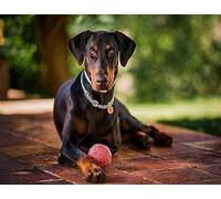XFENDOUDOU Punto de cruz kit completo Doberman Pinscher Completa de kits de inicio de bordado para principiantes 40x50cm