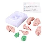 XFSLDOPRW Modelo de anatomía del Cerebro Humano para niños, Herramienta de Estudio de neurociencia, Molde Cerebral Desmontable con Partes Principales etiquetadas, Material de PVC Duradero