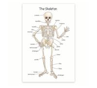 XGINERFEX Anatomical Skeleton Model for Study, Detachable Human Bones with Numbered Guide, Learning Tool for Students, Doctors & Teachers(Framed,08x12inch(20x30cm))