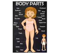 XGINERFEX Anatomy Learning Poster, Parts of the Body Educational Wall Chart for Toddlers Preschool, Science Biology Classroom Decor(Unframed,08x12inch(20x30cm))