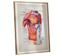 XGINERFEX Artistic Anatomy Poster: Watercolor Illustration of Human Muscles with Complete Labels, Educational Wall-Art for Study Room or Office(Unframed,12x18inch(30x45cm))