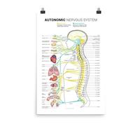 XGINERFEX Autonomic Nervous System Chart Poster Sympathetic Parasympathetic Nerves Anatomy Canvas Print Wall-Art(Unframed,08x12inch(20x30cm))