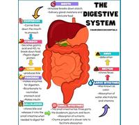 XGINERFEX Biology Classroom Poster Human Digestive System Educational Anatomy Chart for Science Study Office Decor(Unframed,08x12inch(20x30cm))