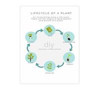 XGINERFEX Biology Educational Chart Plant Life Cycle Science Poster for Classroom Teaching Home School (Unframed,08x12inch(20x30cm))