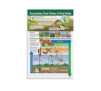 XGINERFEX Biology Educational Poster Ecosystems Food Chains Food Webs Diagram Canvas Wall-Art for Science Classroom Home School(Framed,08x12inch(20x30cm))