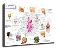 XGINERFEX Brain Anatomy Chart Nerve Function Pathology Educational Canvas Print Wall-Art for Home Office Study Library Classroom(Framed,08x12inch(20x30cm))