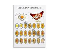 XGINERFEX Chick Growth Chart Poster Daily Stages of Embryo Development Biology Canvas Wall-Art for Teacher Gift or Classroom(Framed,16x24inch(40x60cm))