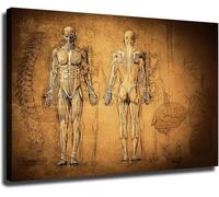 XGINERFEX Classic Anatomy Wall-Art Canvas Prints Vintage Human Skeleton and Muscle System Chart Posters Room Aesthetics Decor for Kitchen Living Room Bedroom Office(Framed,12x18inch(30x45cm))