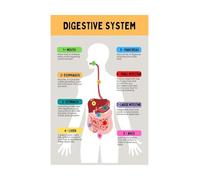 XGINERFEX Color-Coded Digestive System Anatomy Poster - Laminated Study Reference for Physiology Classes, College Dorm & Clinic Wall (Framed,16x24inch(40x60cm))